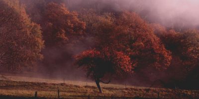 misty-trees