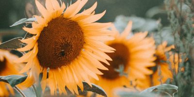 september-2018 september-2018